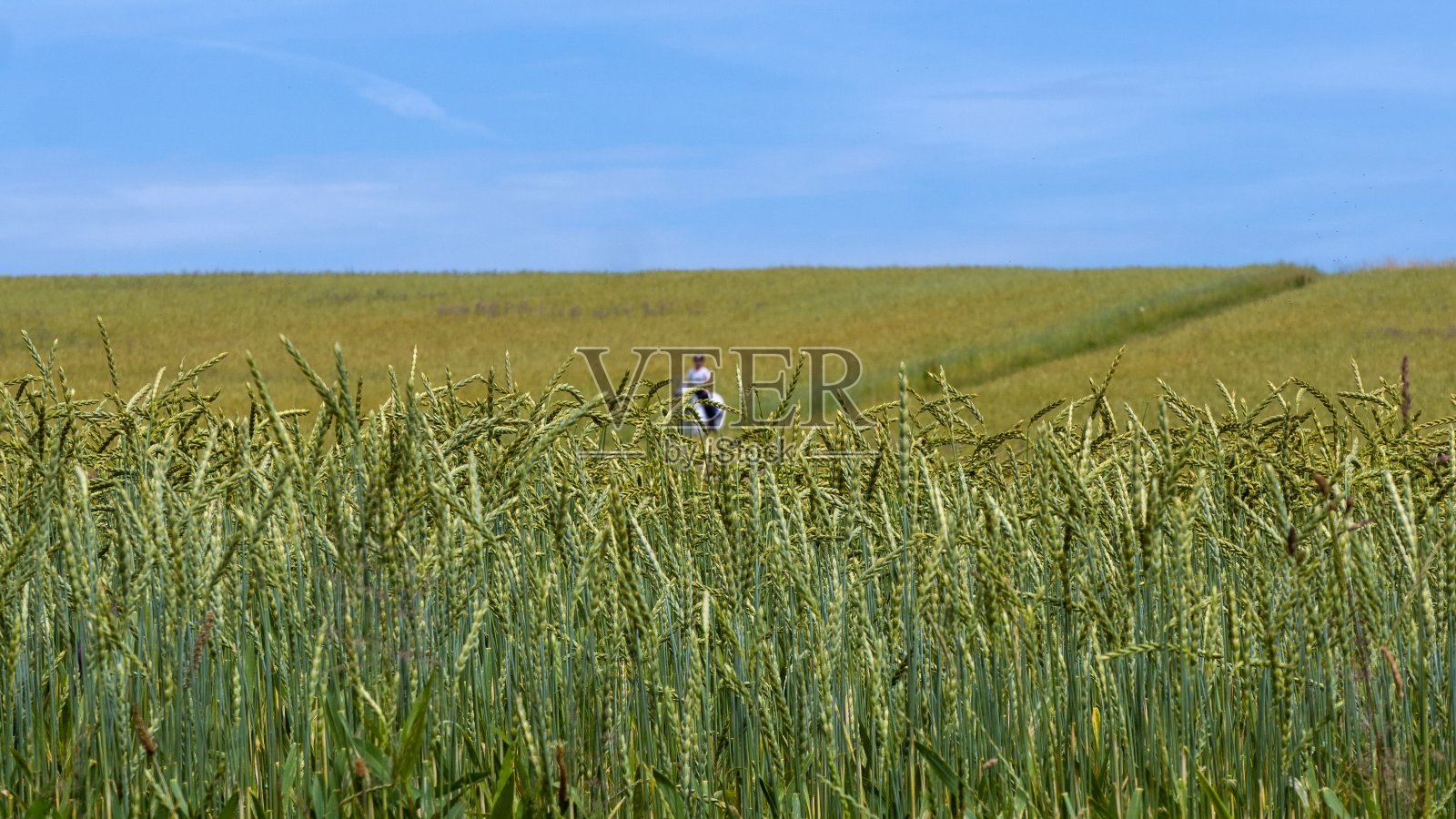 阳光明媚的玉米田照片摄影图片