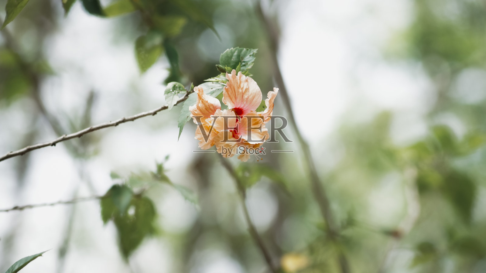 黄花绿底照片摄影图片