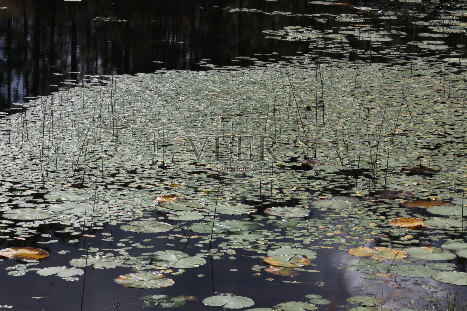 水生植物照片摄影图片