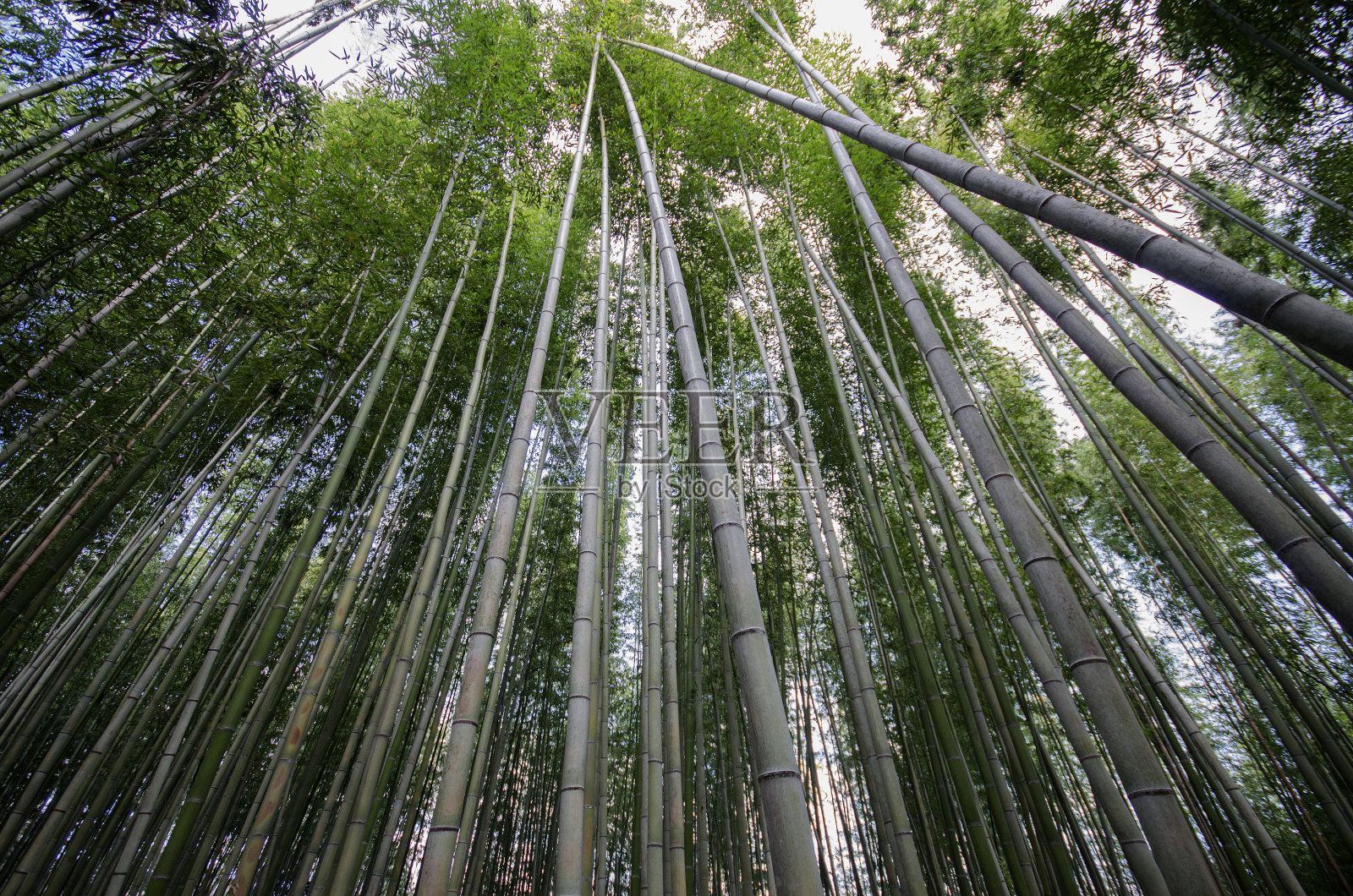 Arashiyama竹林照片摄影图片
