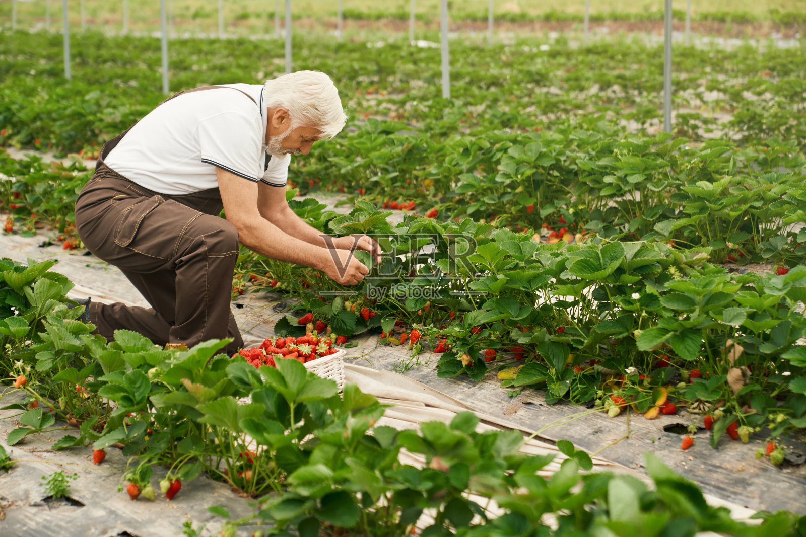 老男人在地里采摘新鲜成熟的草莓照片摄影图片