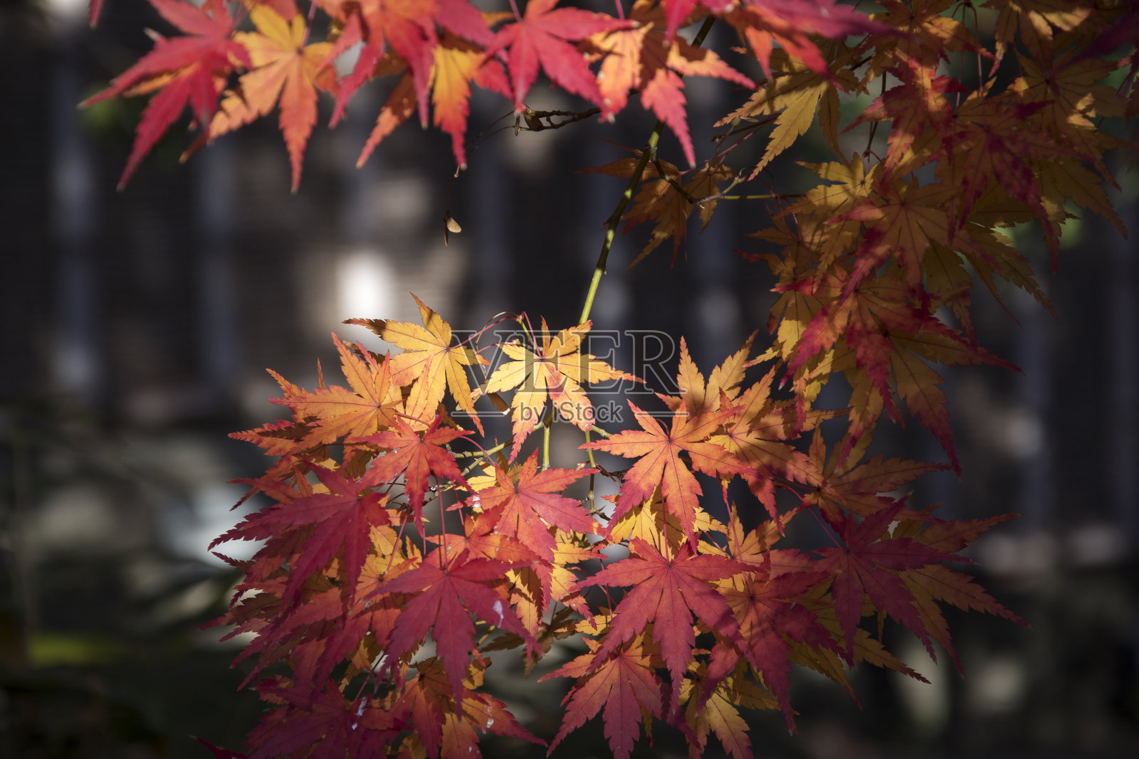 秋天树上的枫叶带着阳光照片摄影图片