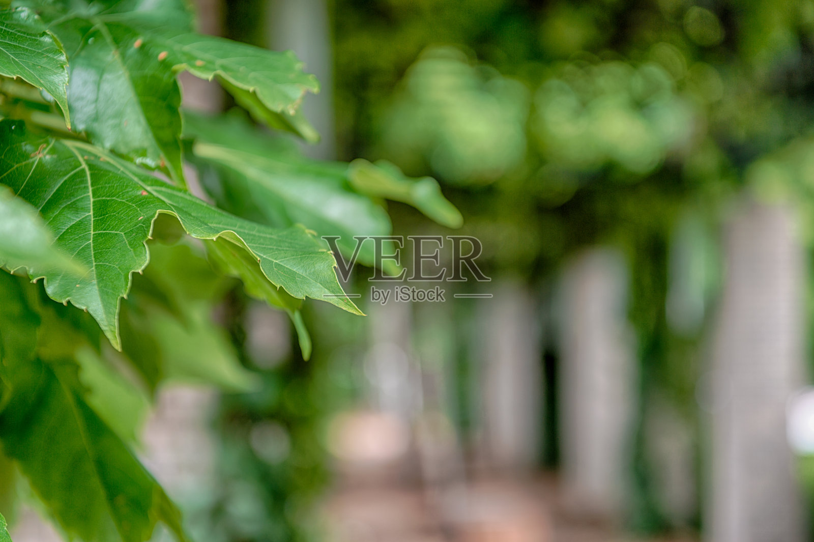 东京品川区天野之岛阴天市景照片摄影图片