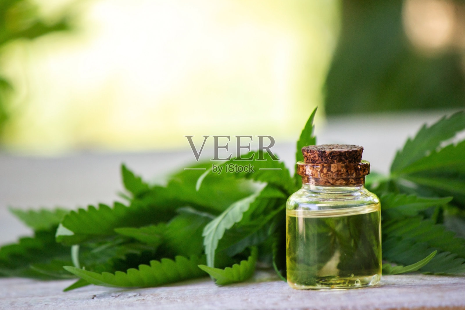 大麻药草和叶子用于治疗肉汤，酊剂，提取物，油照片摄影图片