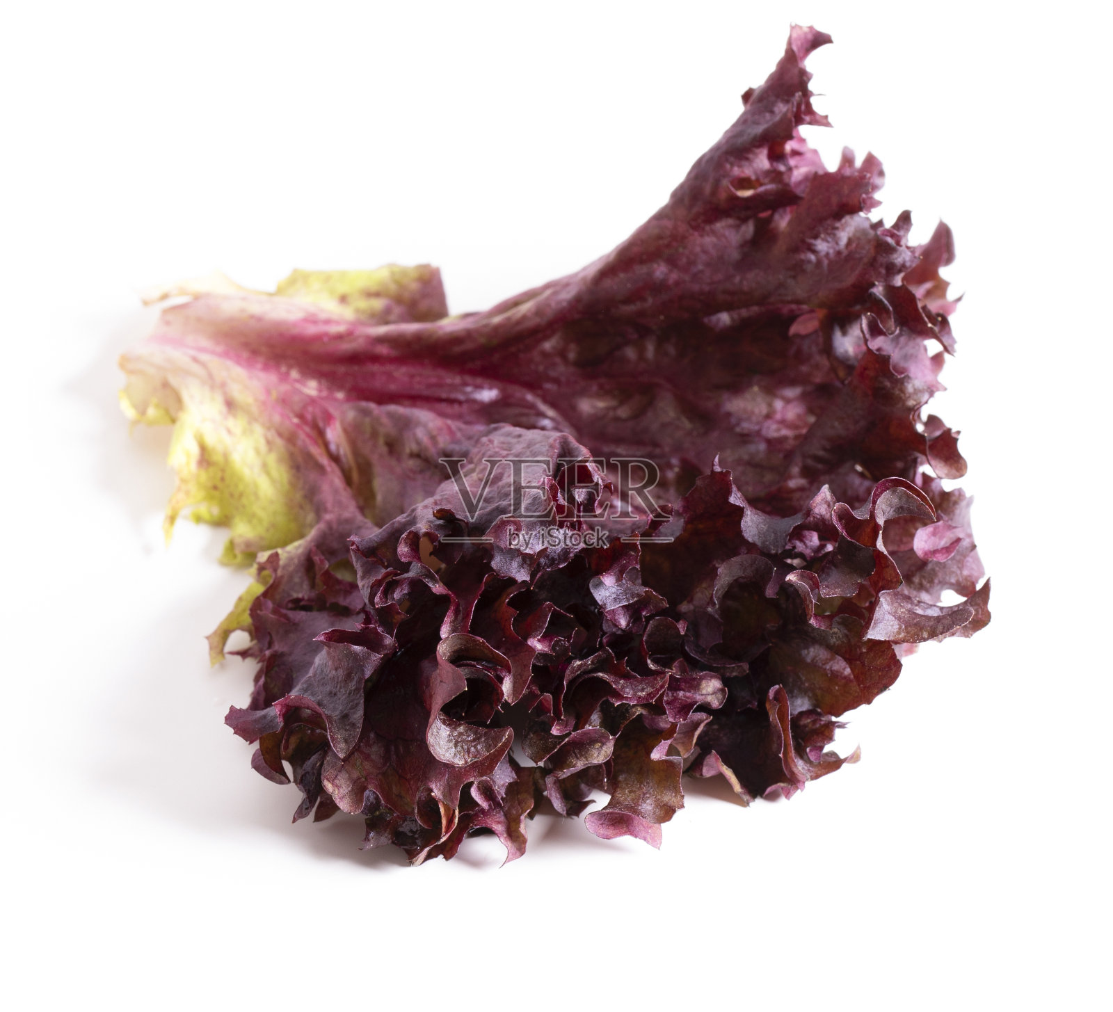 红珊瑚生菜沙拉孤立在白色的背景。照片摄影图片