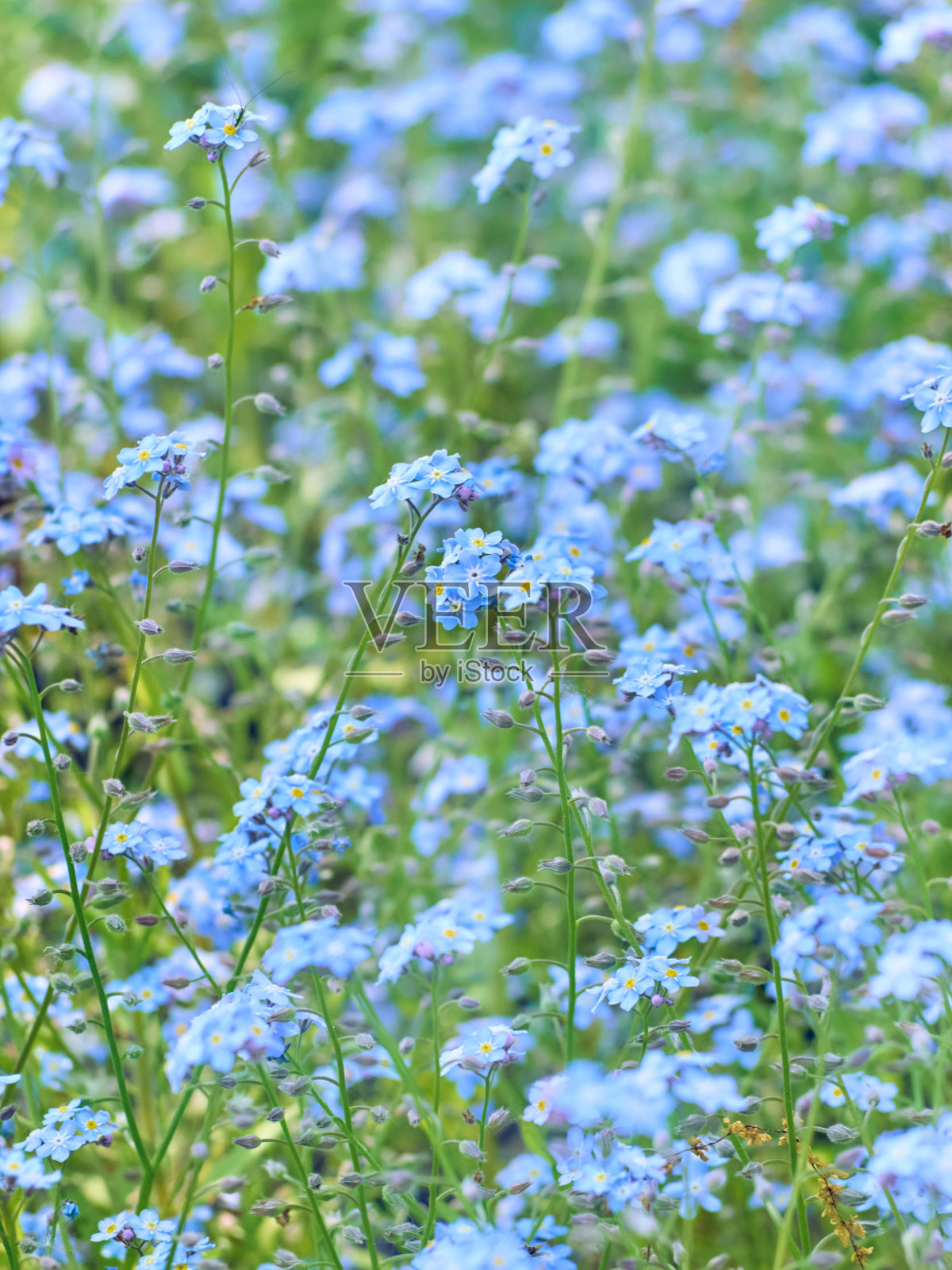 勿忘我花背景照片摄影图片