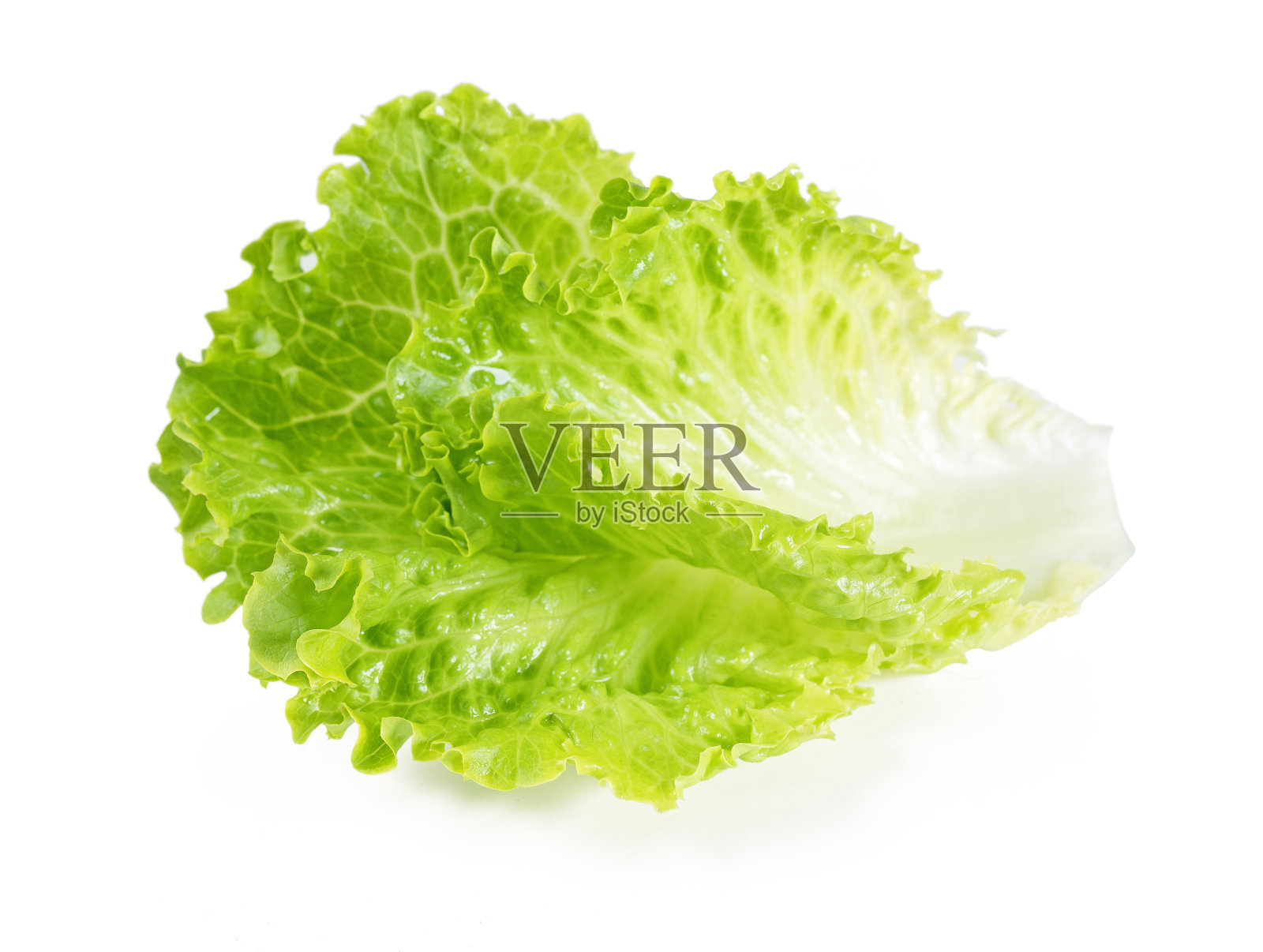 莴苣叶孤立在白色背景上。照片摄影图片