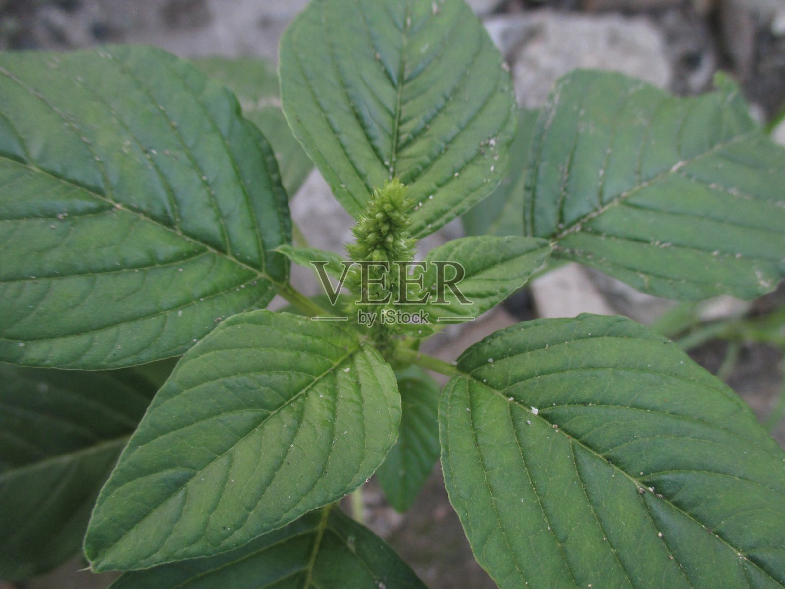 开花菠菜叶照片摄影图片