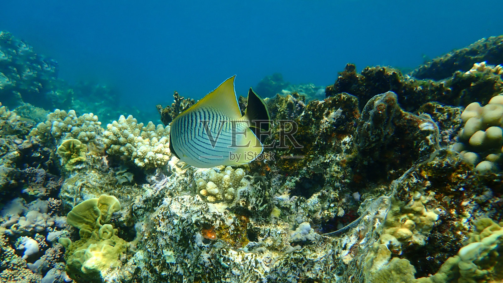 三角蝶鱼或V线蝶鱼（Chaetodon trifascialis），红海海底照片摄影图片