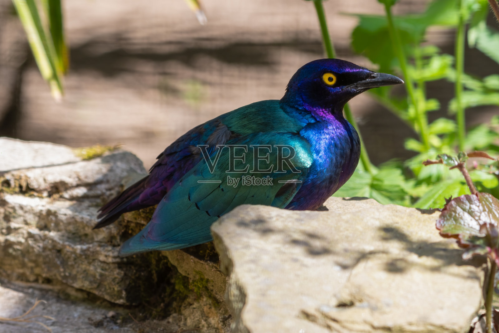 金属八哥在太阳下休息照片摄影图片