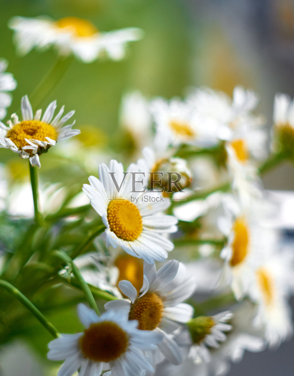 野生菊花。照片摄影图片