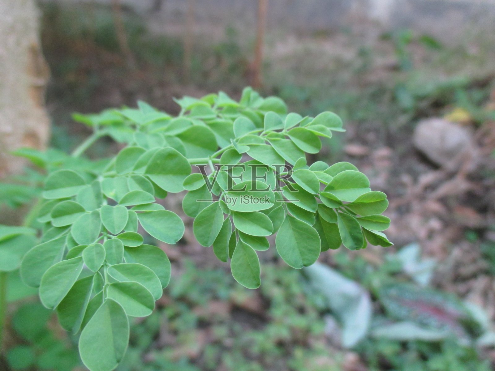 绿叶自然生长照片摄影图片