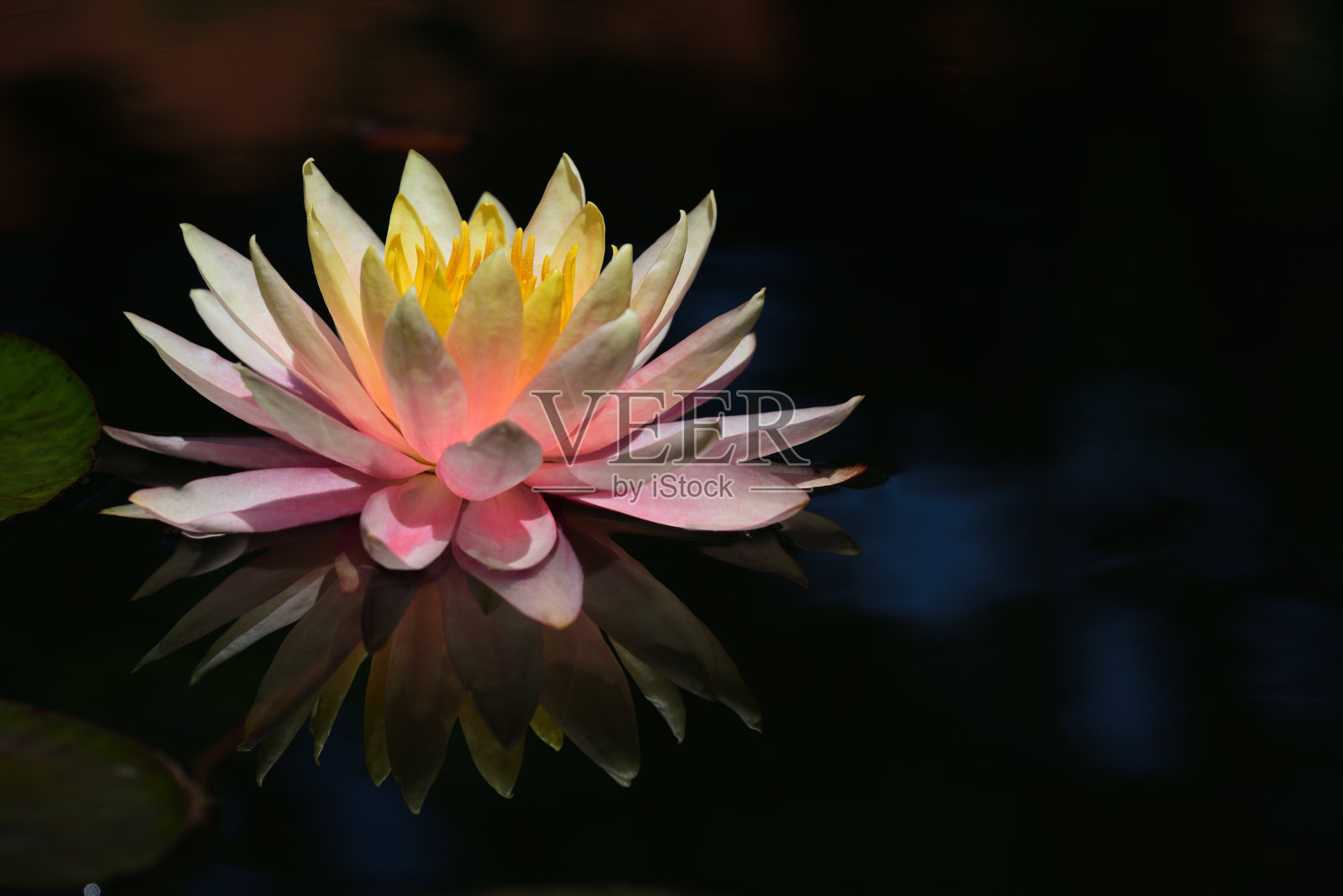 一株闪闪发光的粉色睡莲漂浮在深色的水面上，反射在深色的水面上照片摄影图片