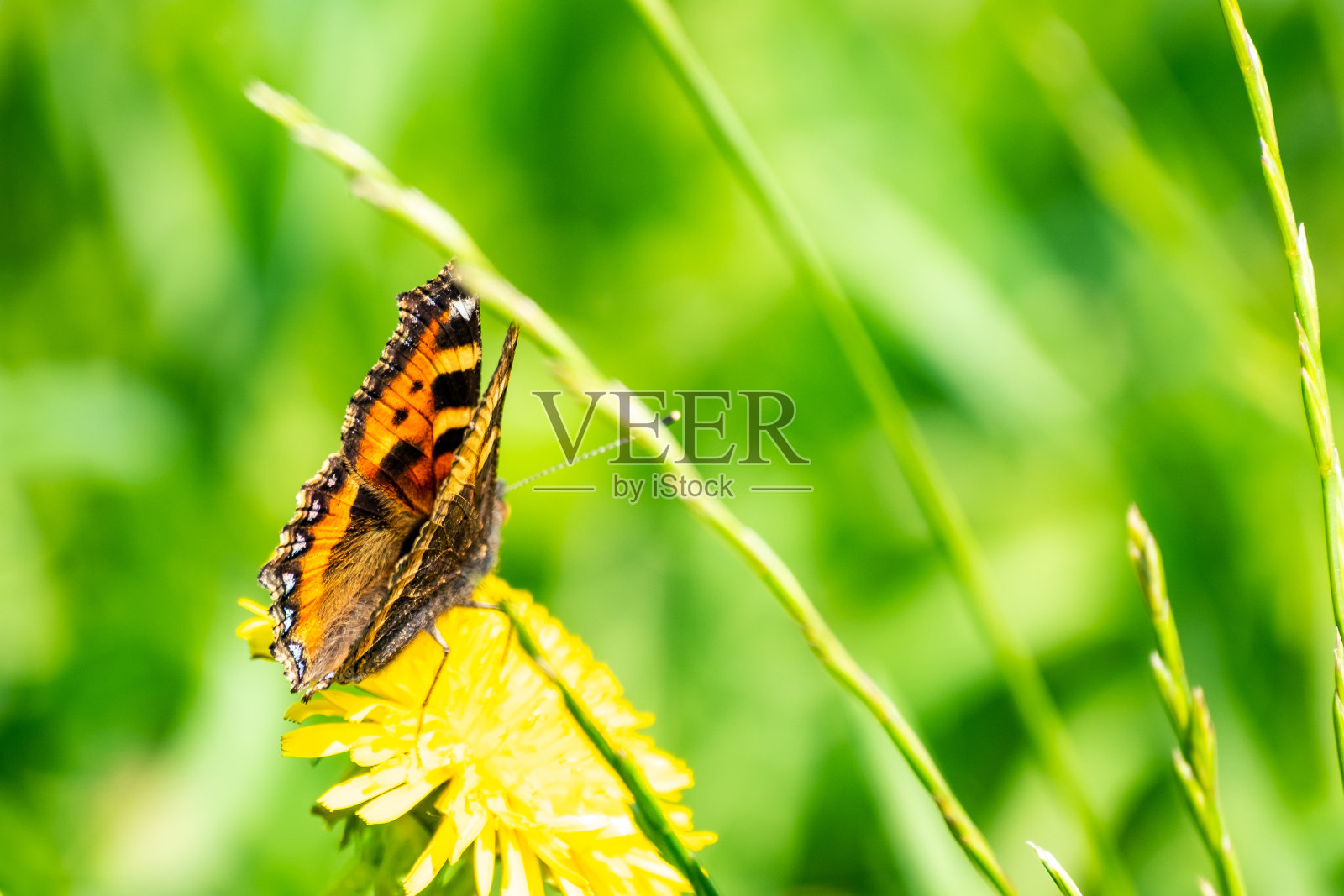 红色上将蝴蝶捕食蒲公英的特写照片摄影图片