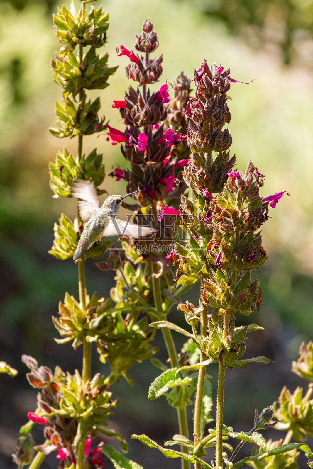 安娜的蜂鸟正在吃粉红色的花照片摄影图片