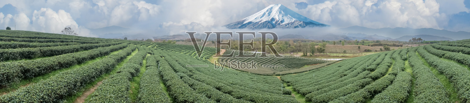 美丽新鲜的绿茶种植园。富士山附近的绿茶种植园。富士山有机茶园照片摄影图片