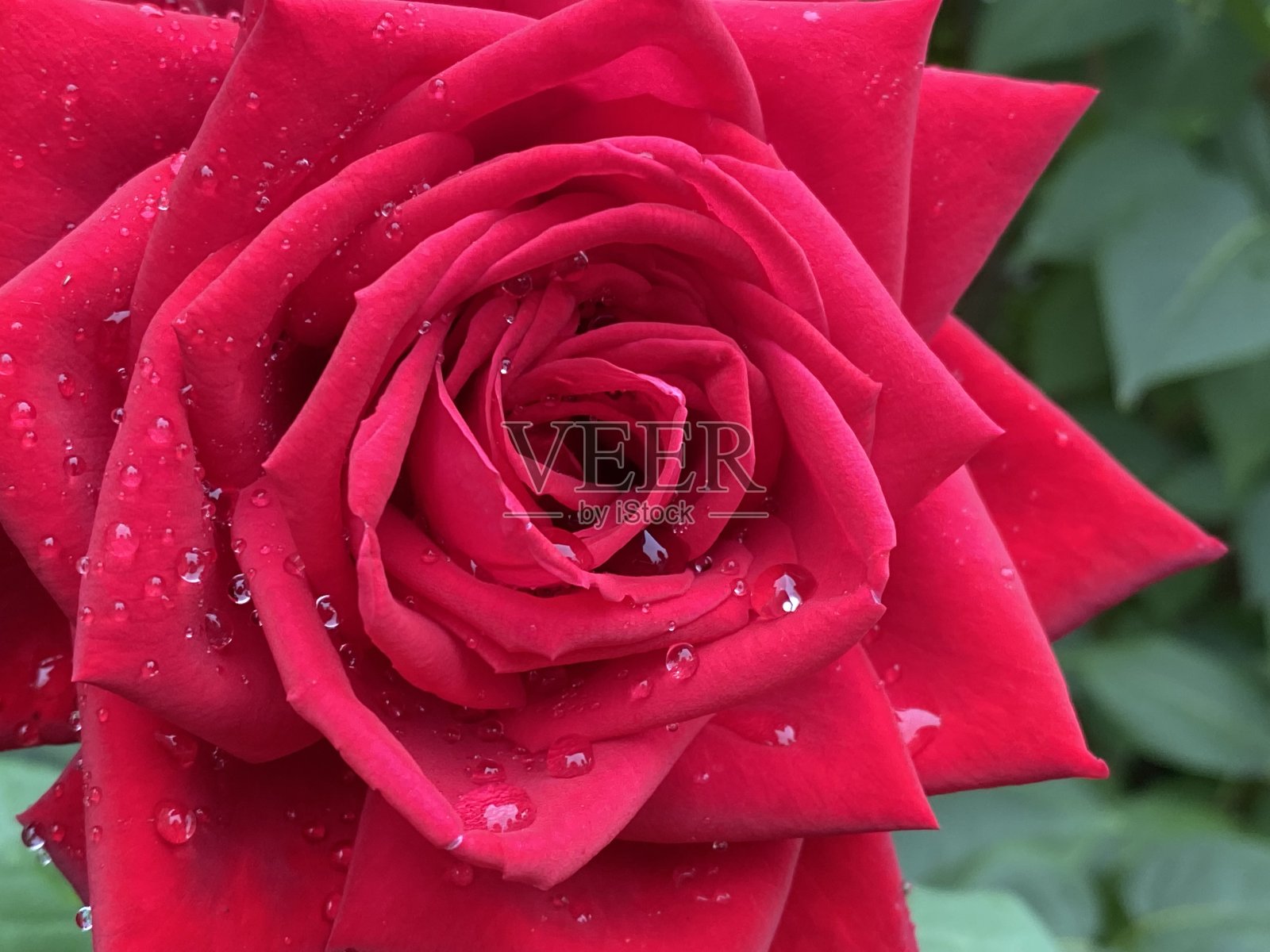 深红色的玫瑰和雨滴。绿色植物背景，复制空间，关闭照片摄影图片