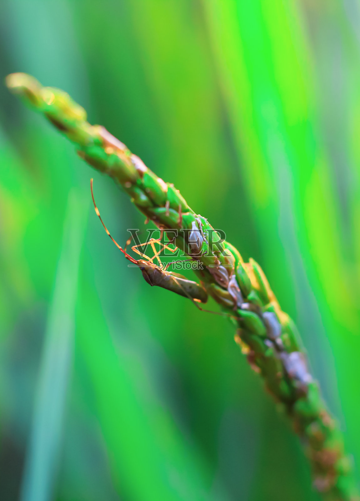 绿色稻田里的甲虫。在绿色水稻植株上的小水稻虫(Leptocorisa acuta)农业植物的害虫。照片摄影图片