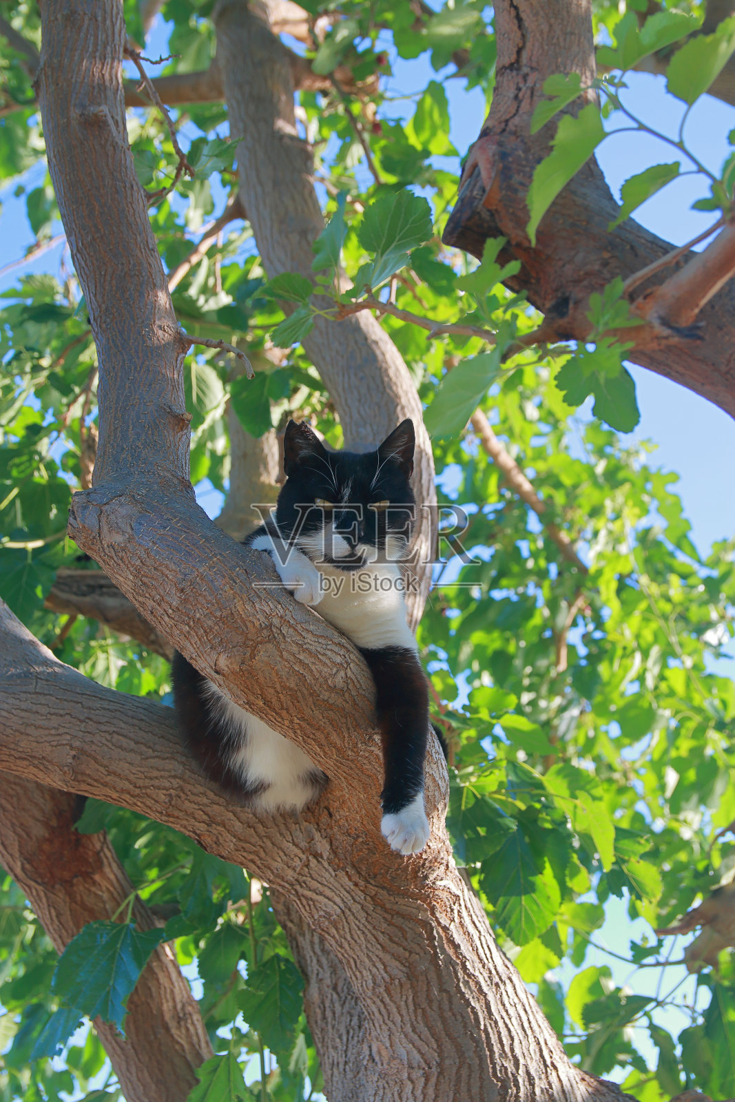 猫在树枝上休息。照片摄影图片