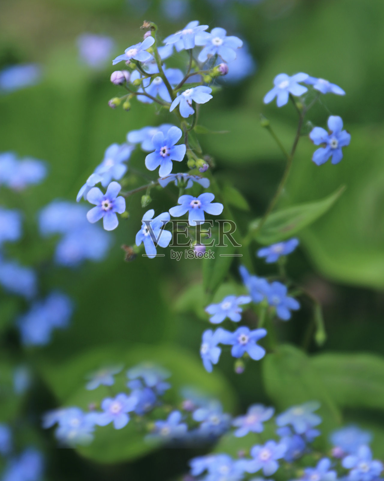 勿忘我花近景照片摄影图片