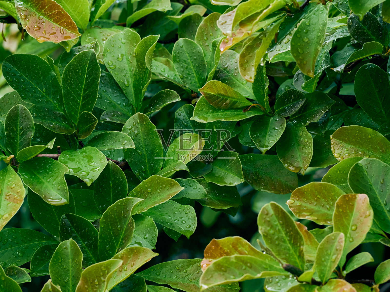 绿叶图案背景。照片摄影图片