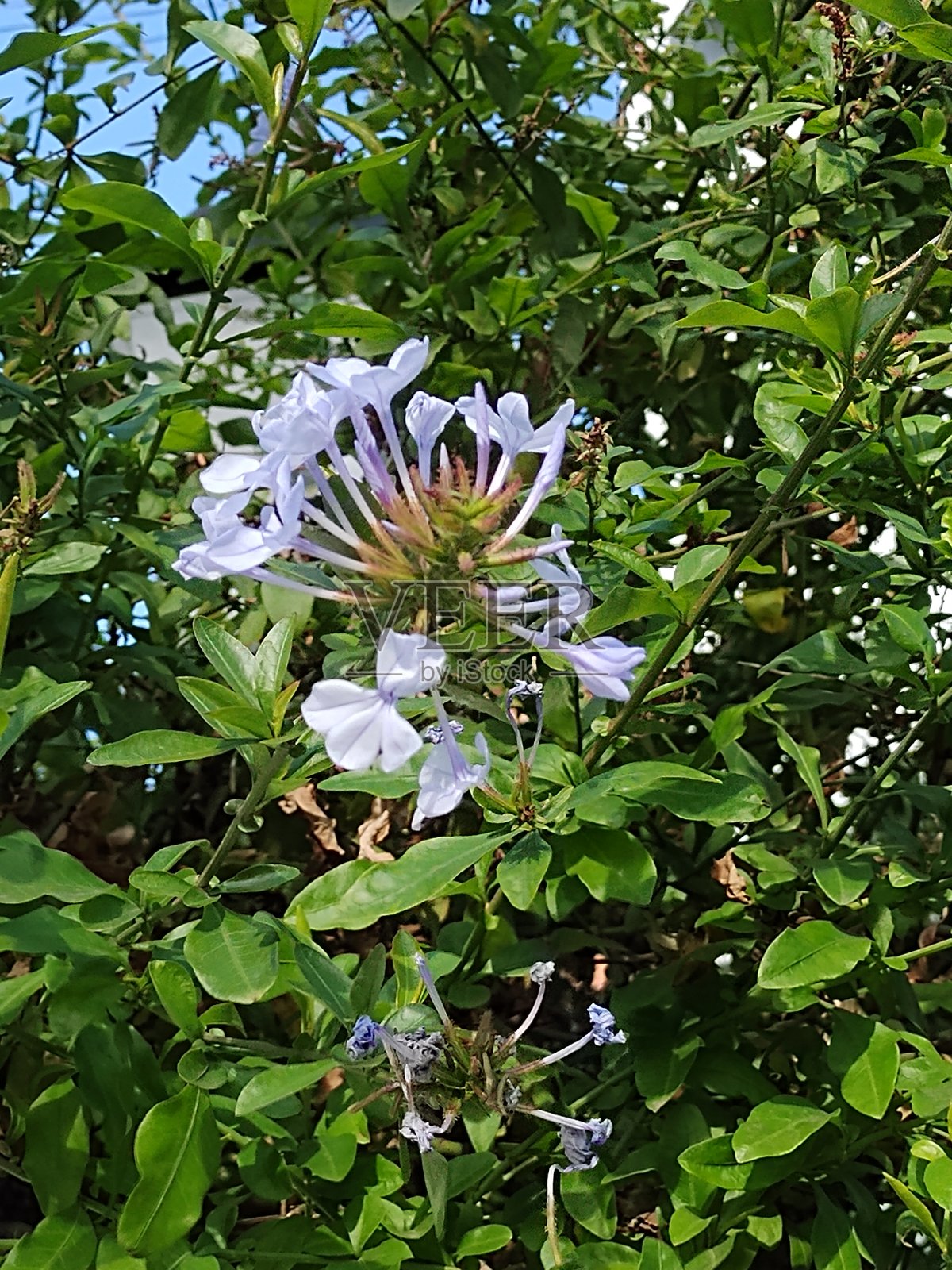 花照片摄影图片