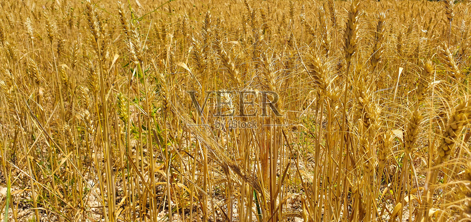 大麦田准备收割了照片摄影图片