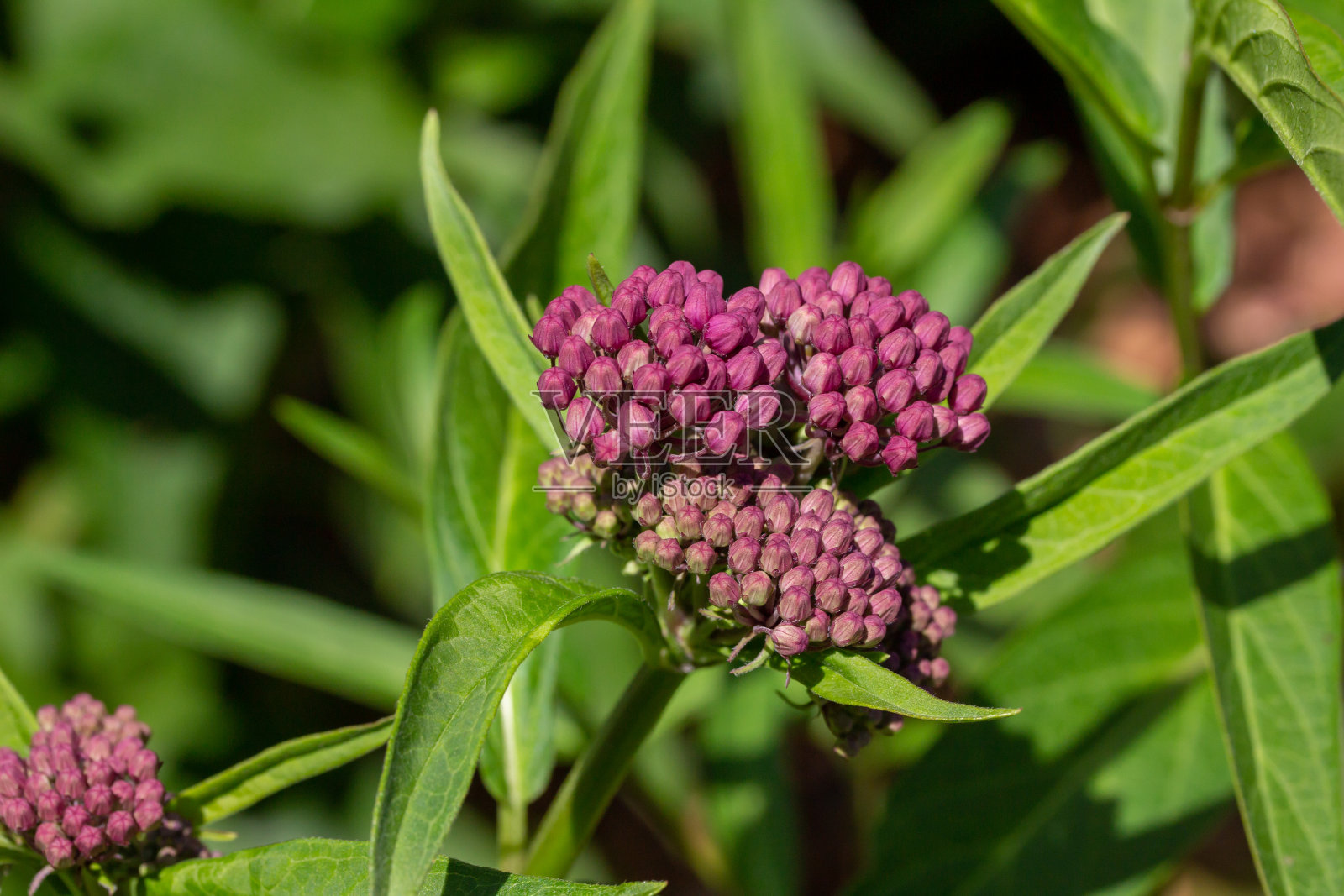 萌发的沼泽乳草(asclepias incarnata)花朵的宏观抽象图照片摄影图片