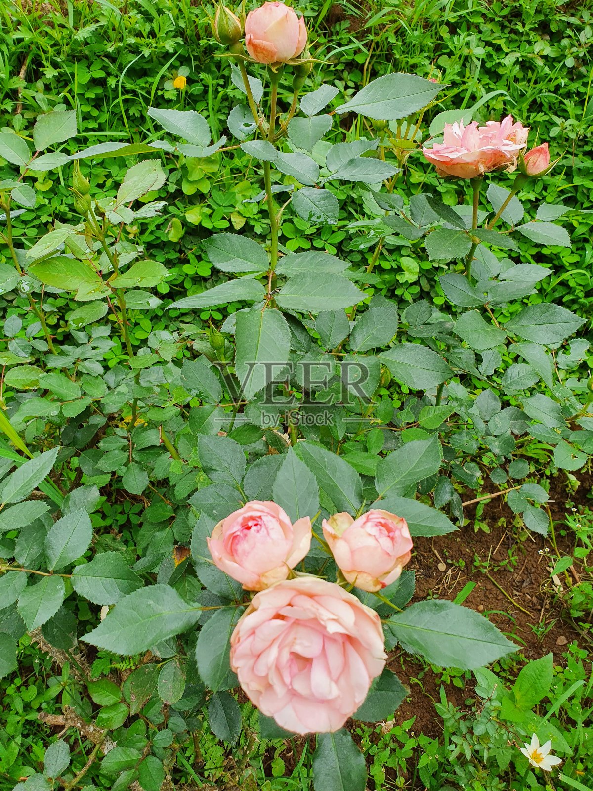 粉红色的玫瑰在夏天盛开照片摄影图片