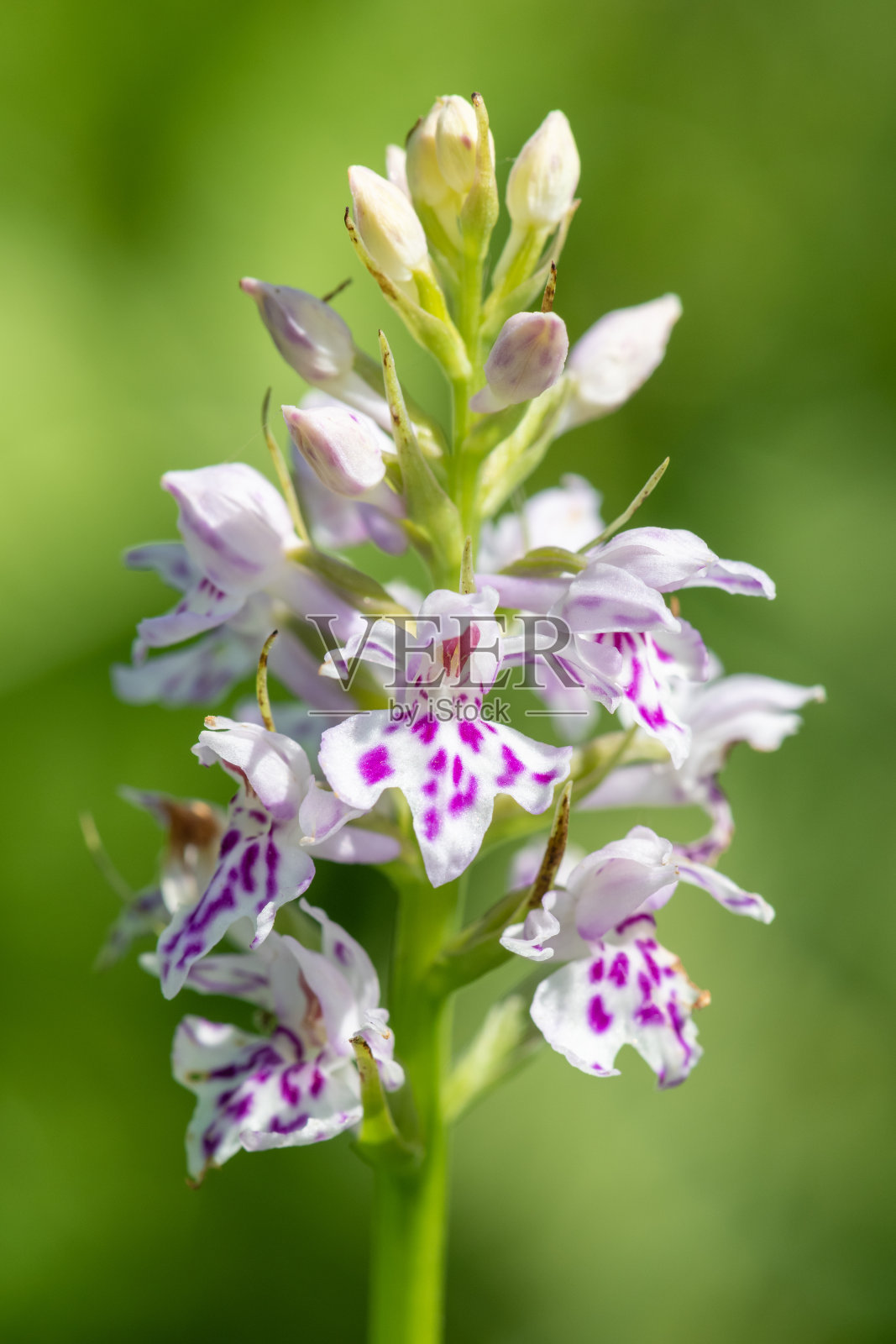 花兰(dactylorhiza fuchsii)照片摄影图片