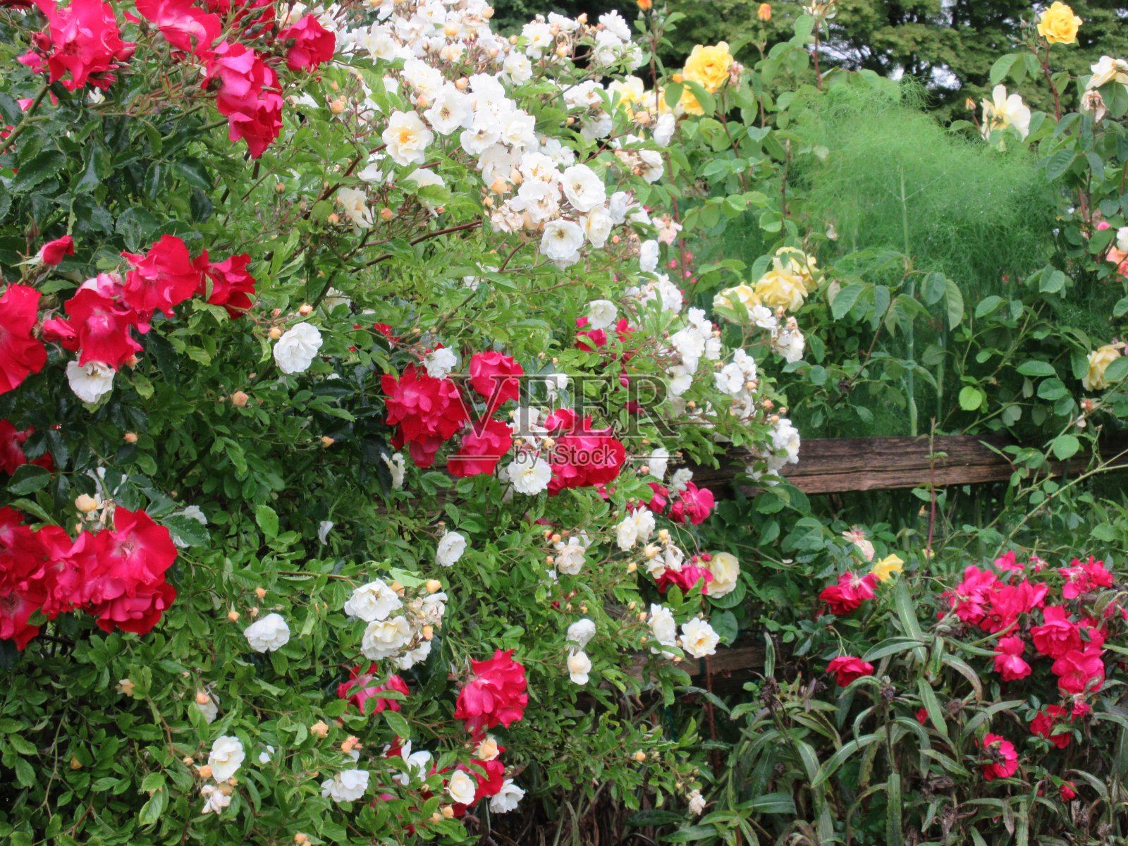 2021年6月中旬，伊丽莎白女王公园花园的鲜艳玫瑰和鲜花照片摄影图片