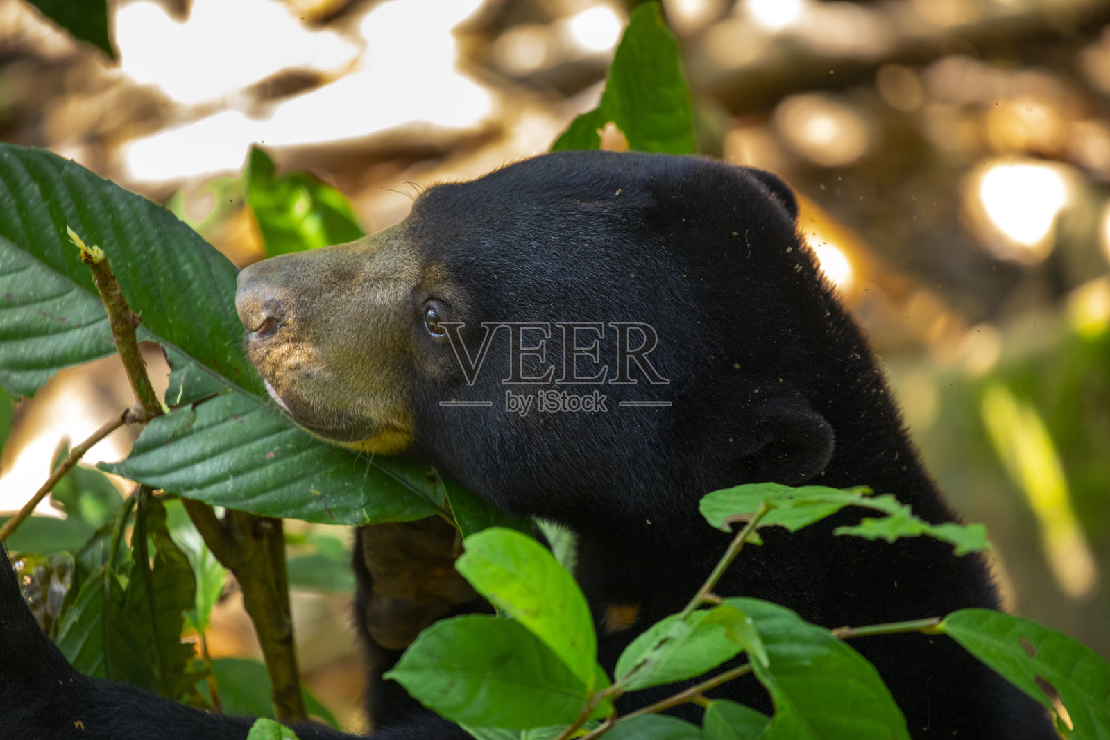 马来西亚、婆罗洲、沙巴州、山打干保护动物、马来熊照片摄影图片