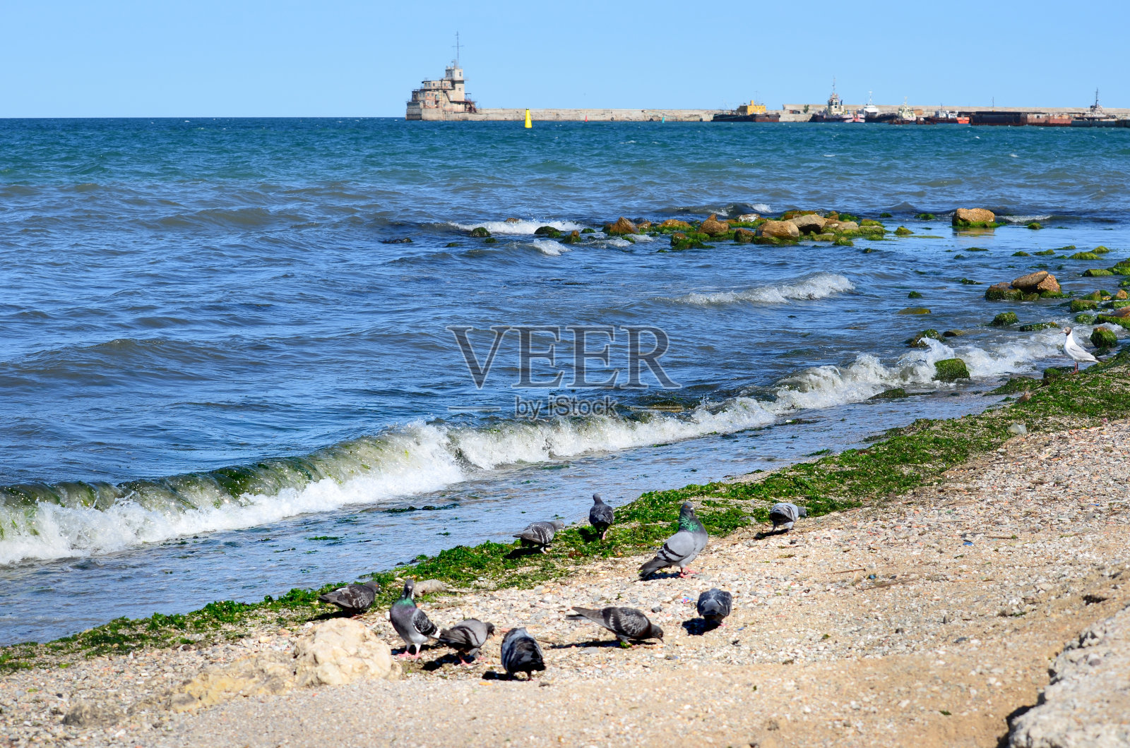 这是一张美丽的大海照片，背景是古老的灯塔和蓝天，前景是在海滩上散步的鸟儿照片摄影图片