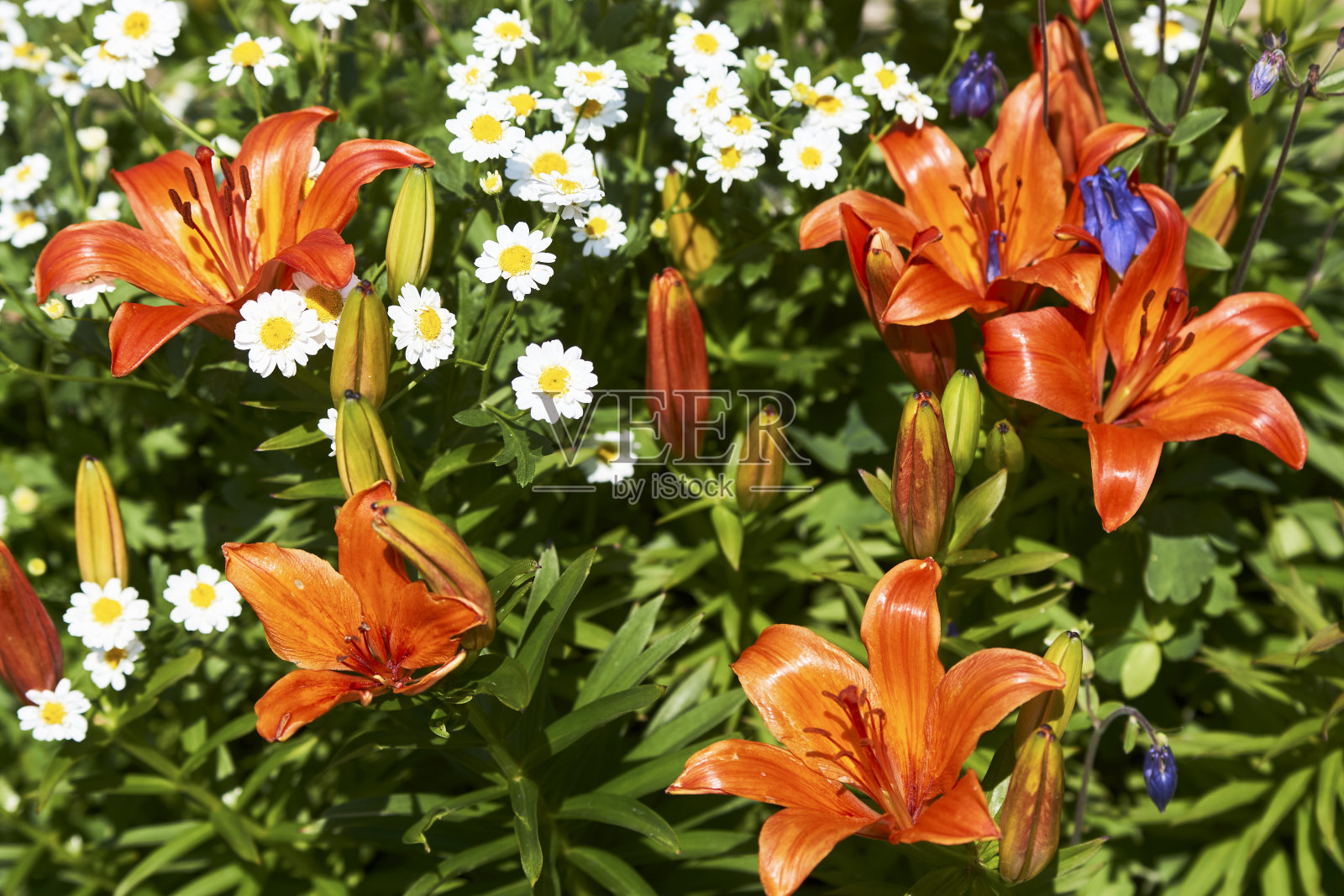 橙色百合花背景，特写照片摄影图片