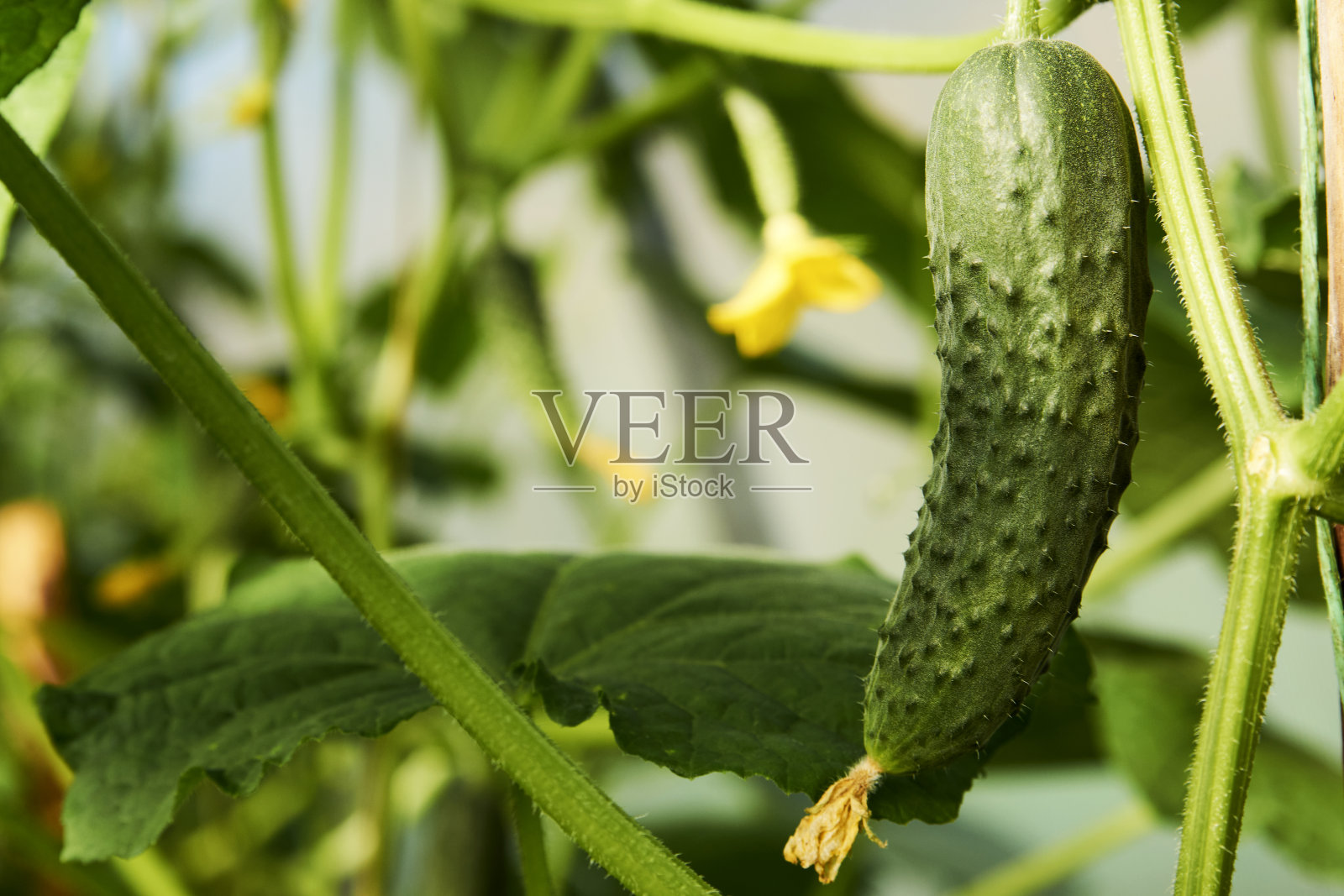 温室黄瓜植物，特写照片摄影图片