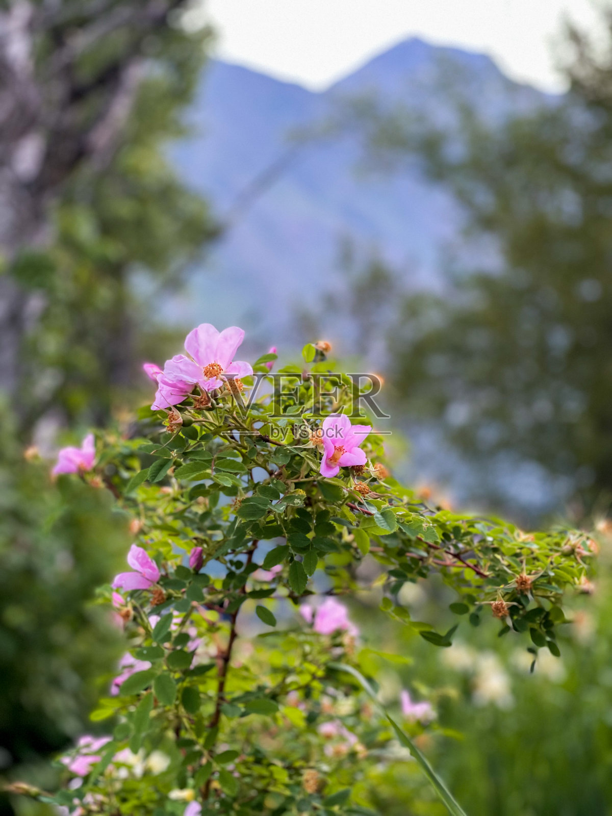 花的美丽照片摄影图片
