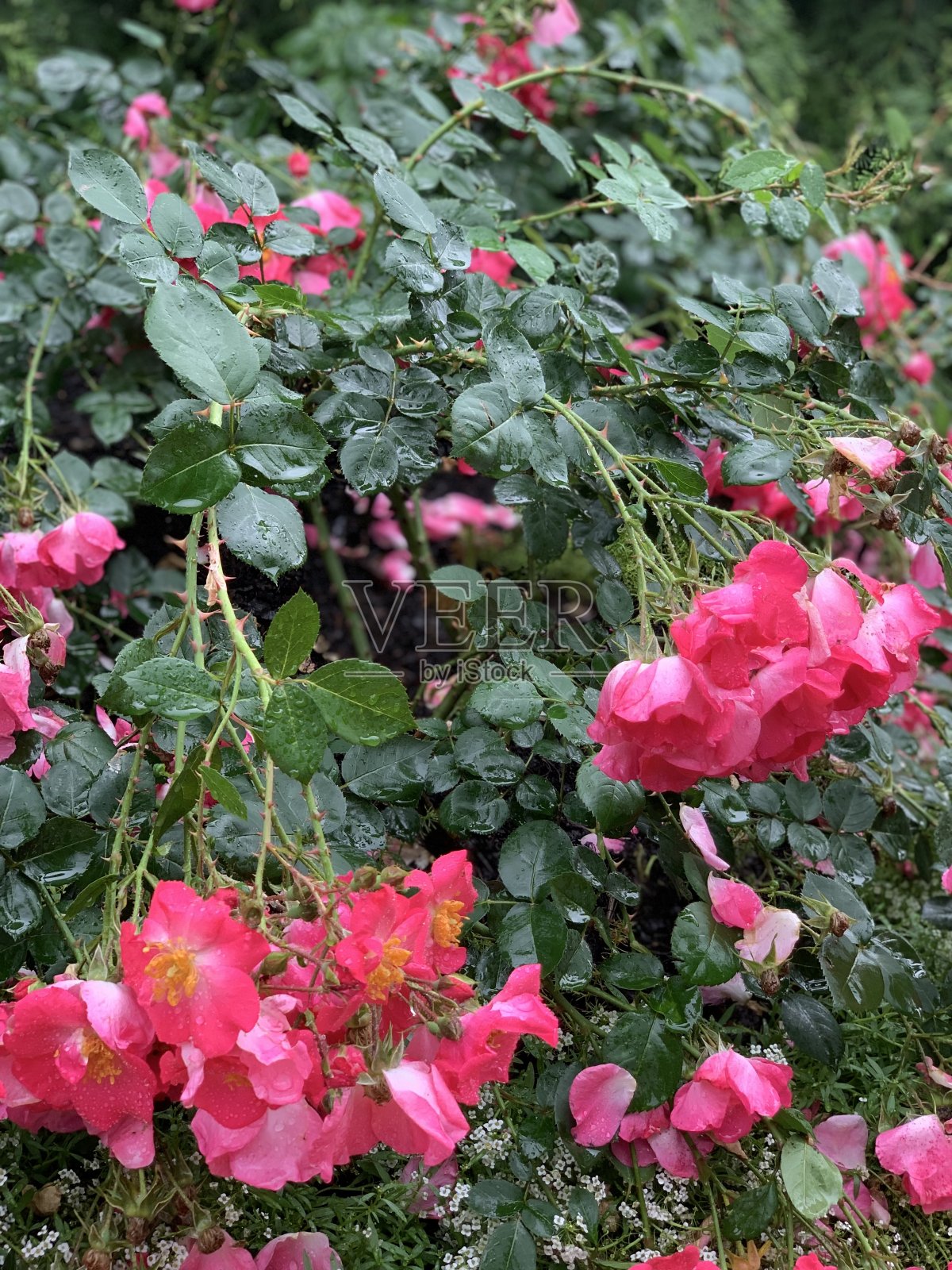 芝加哥植物园照片摄影图片
