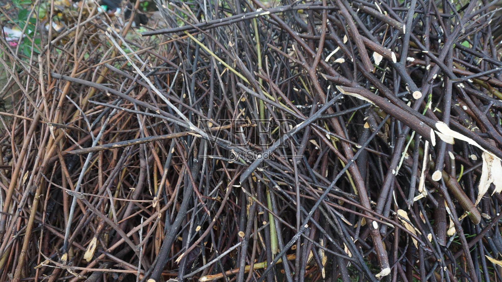 小树枝照片摄影图片