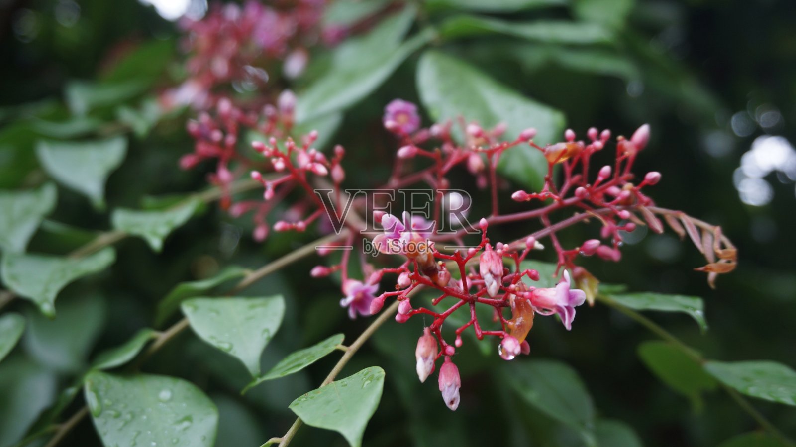 杨桃星fuit照片摄影图片