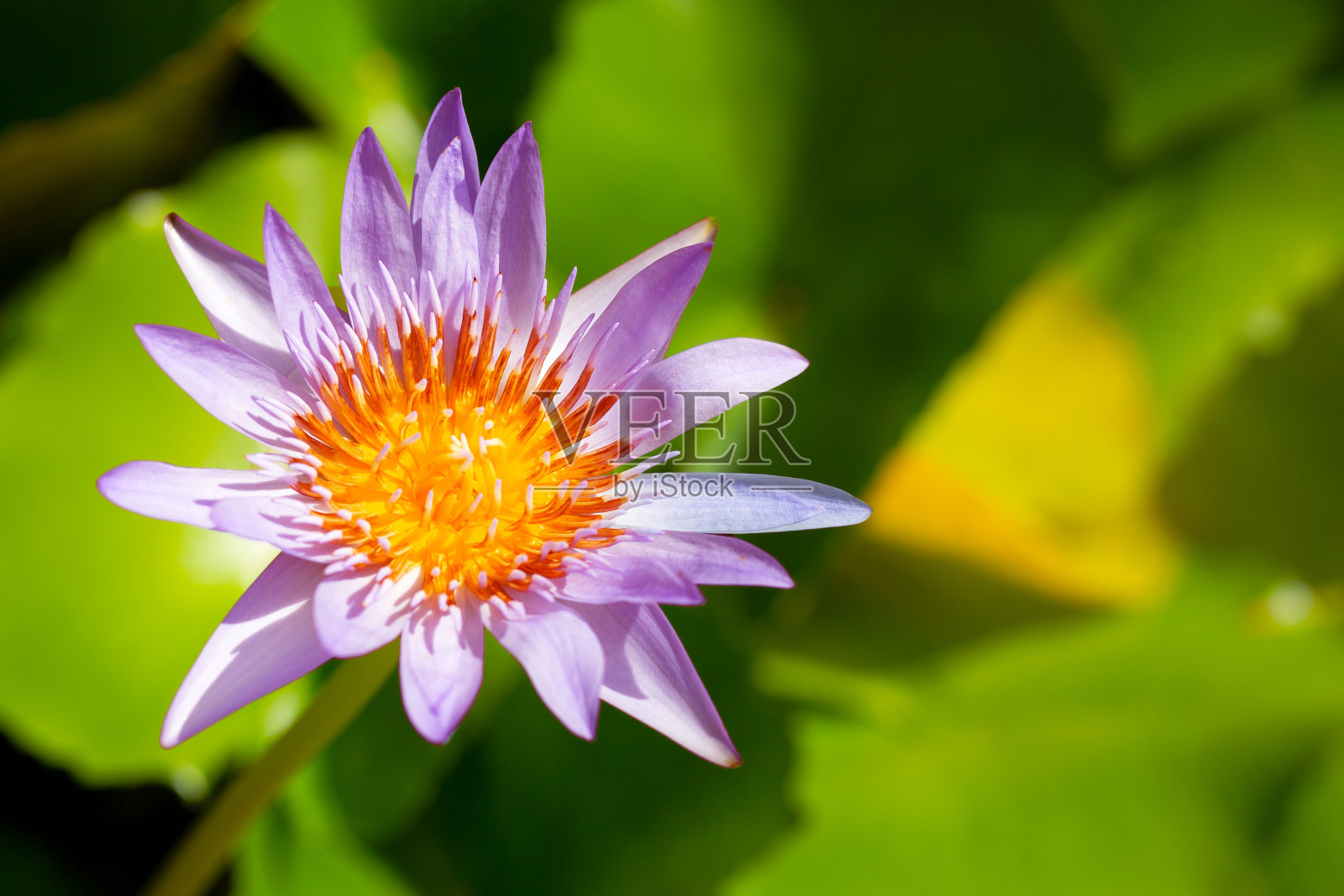 紫色的睡莲，紫罗兰盛开在池塘里。五彩缤纷的花园照片摄影图片