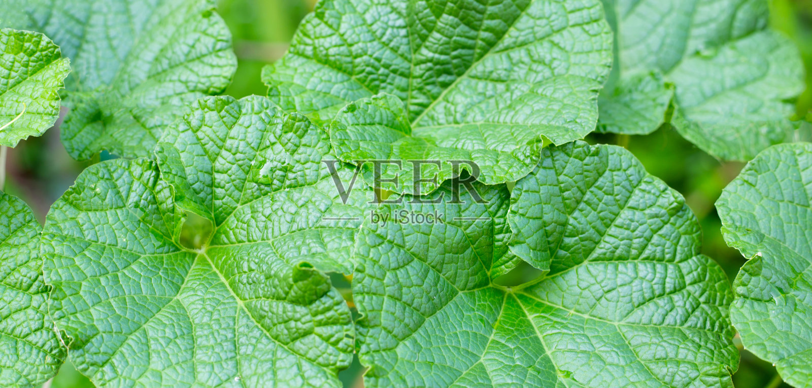 鲜瓜绿叶背景。照片摄影图片