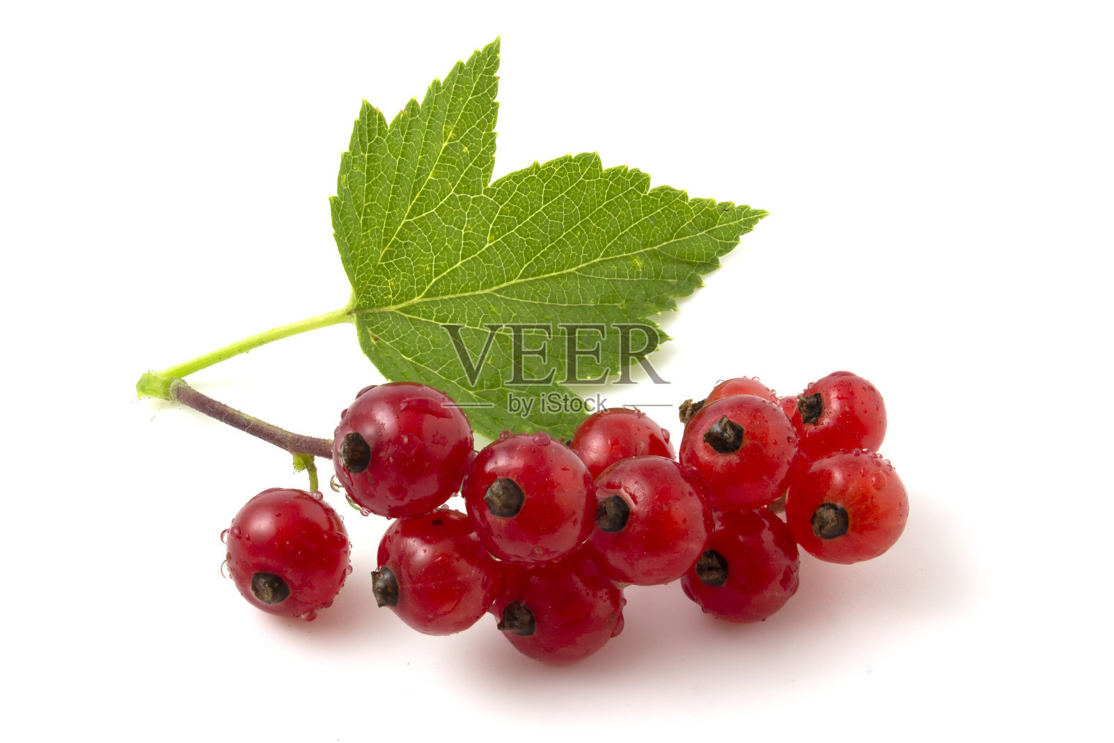 近距离的红醋栗孤立在白色的背景。照片摄影图片