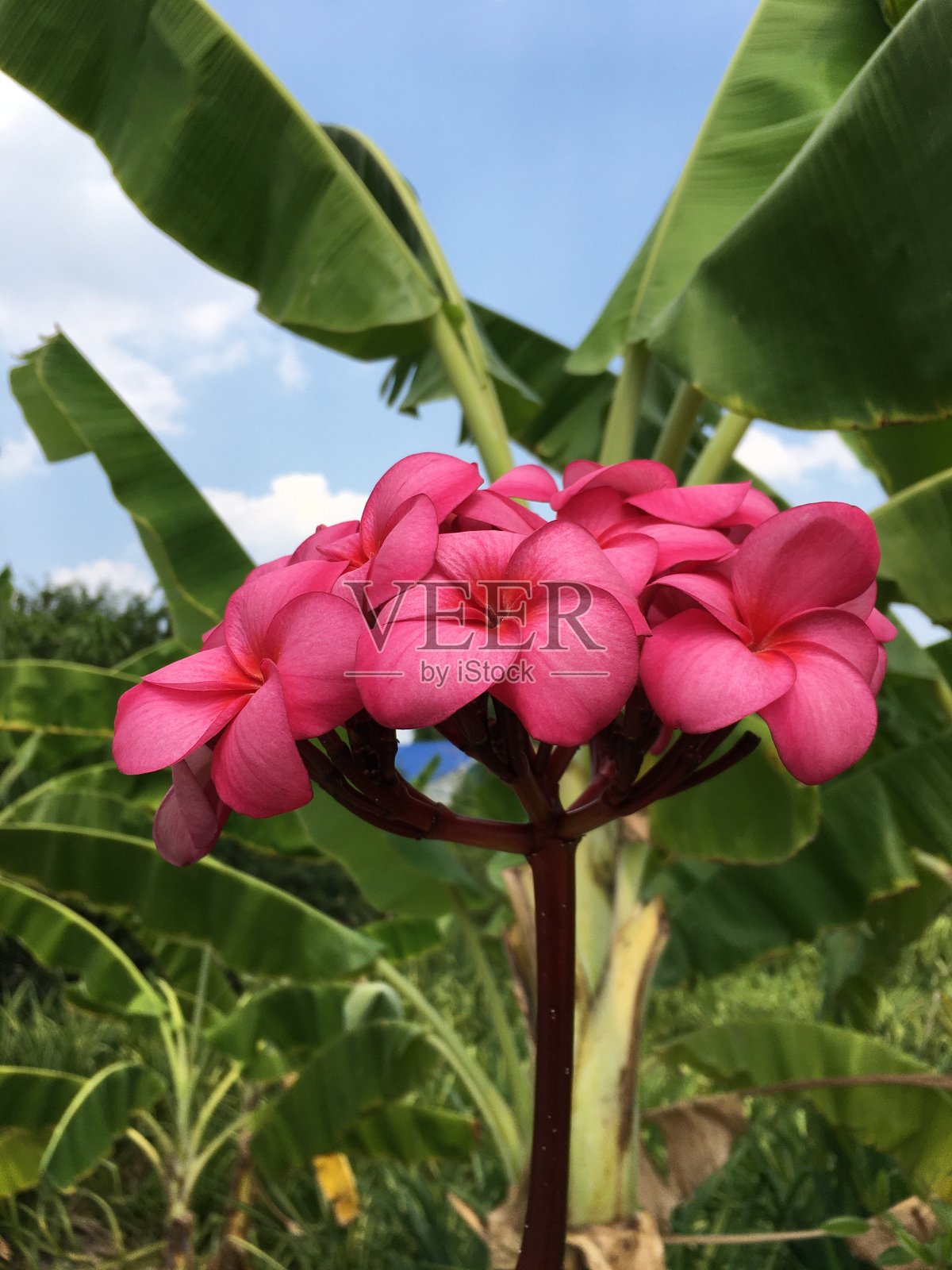 美丽的粉红色花朵照片摄影图片