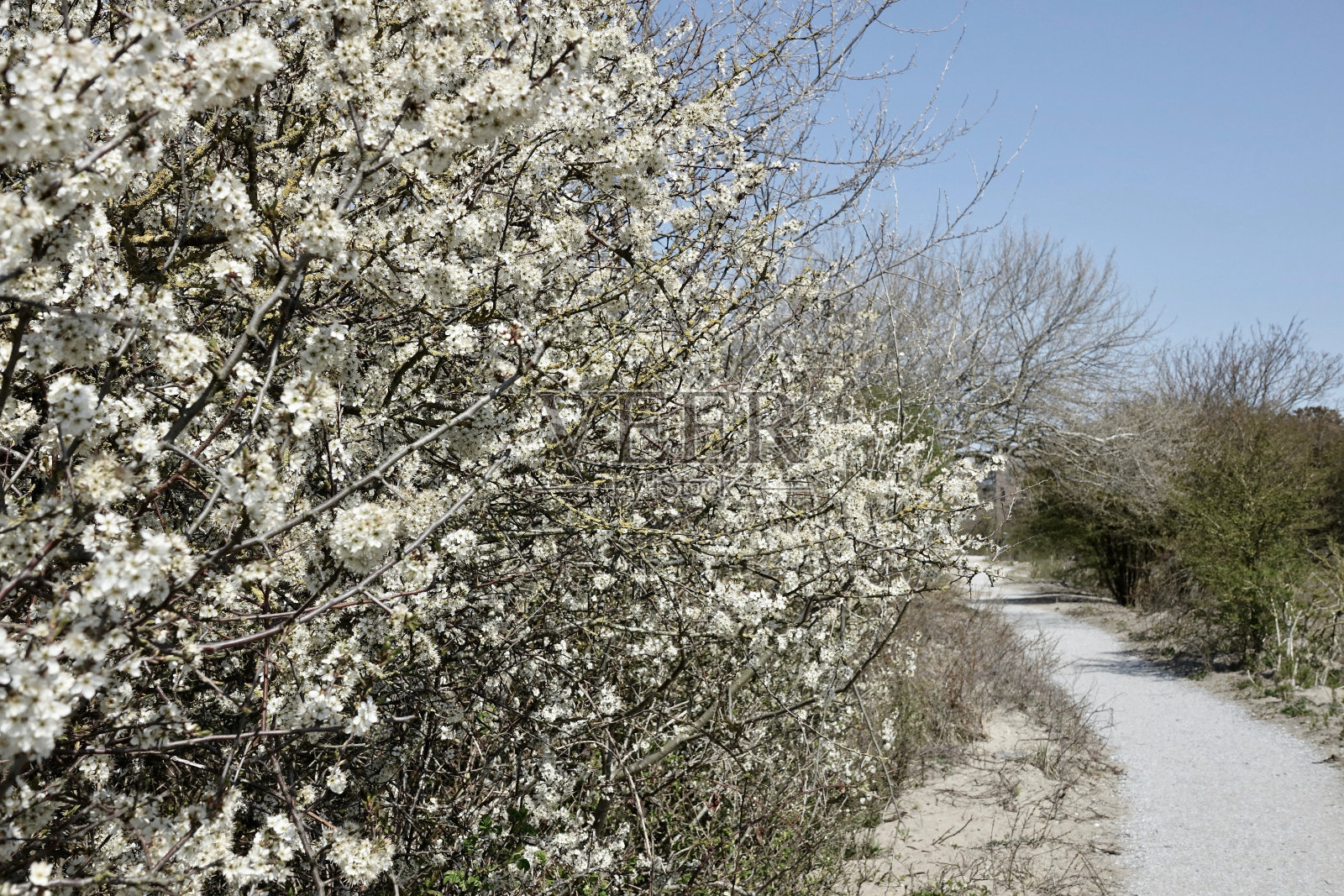 Westduinpark的早春照片摄影图片