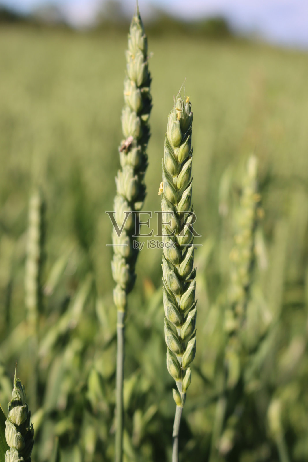 日落时的绿色麦田照片摄影图片