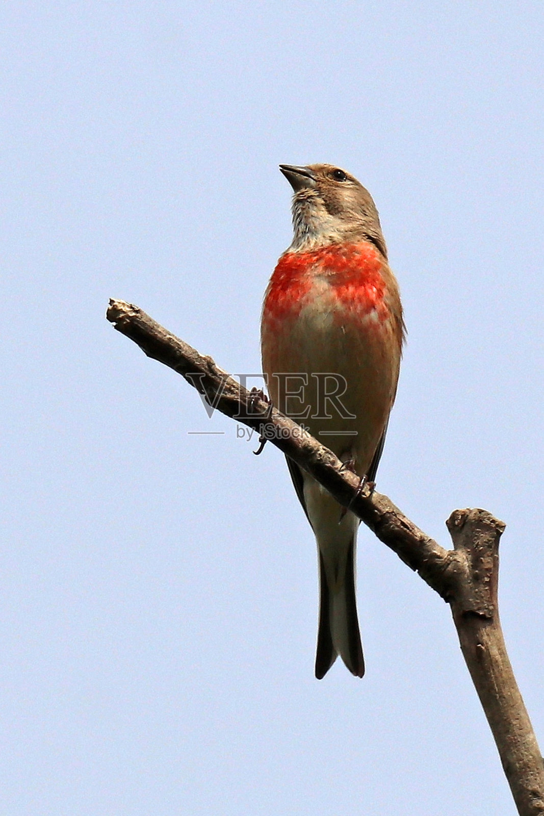 悠扬的亚麻-红雀(大麻)。照片摄影图片