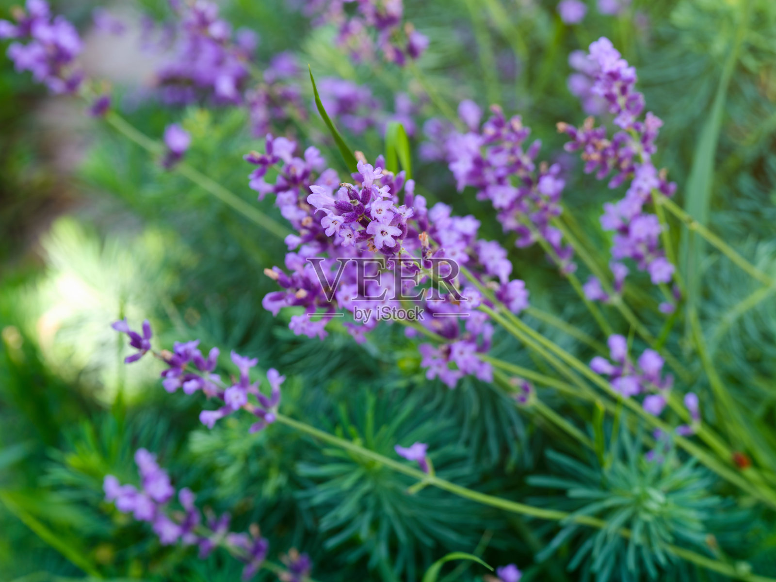 盛开的薰衣草在大自然中。关闭了。照片摄影图片