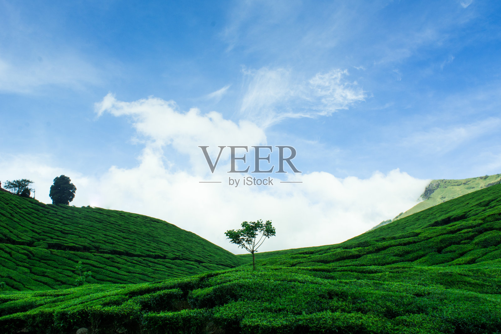 郁郁葱葱的茶园照片摄影图片