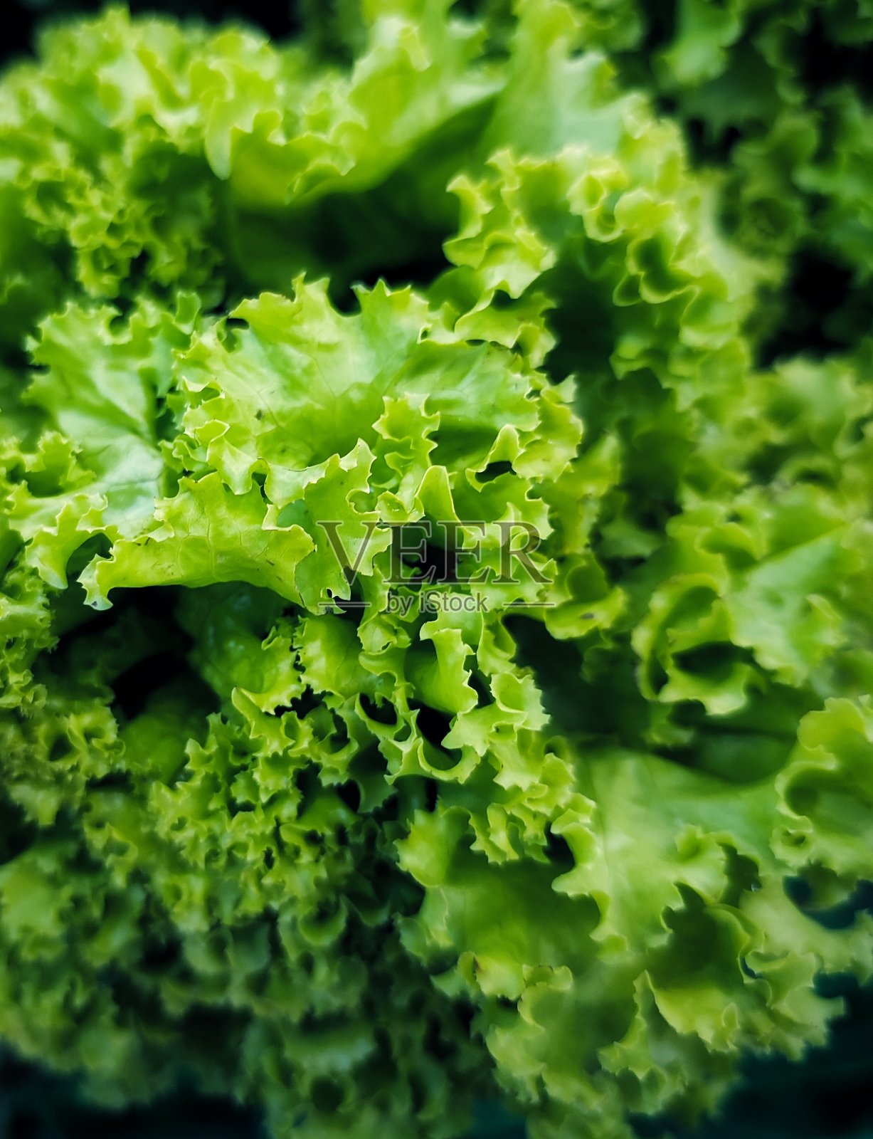 新鲜的绿莴苣照片摄影图片