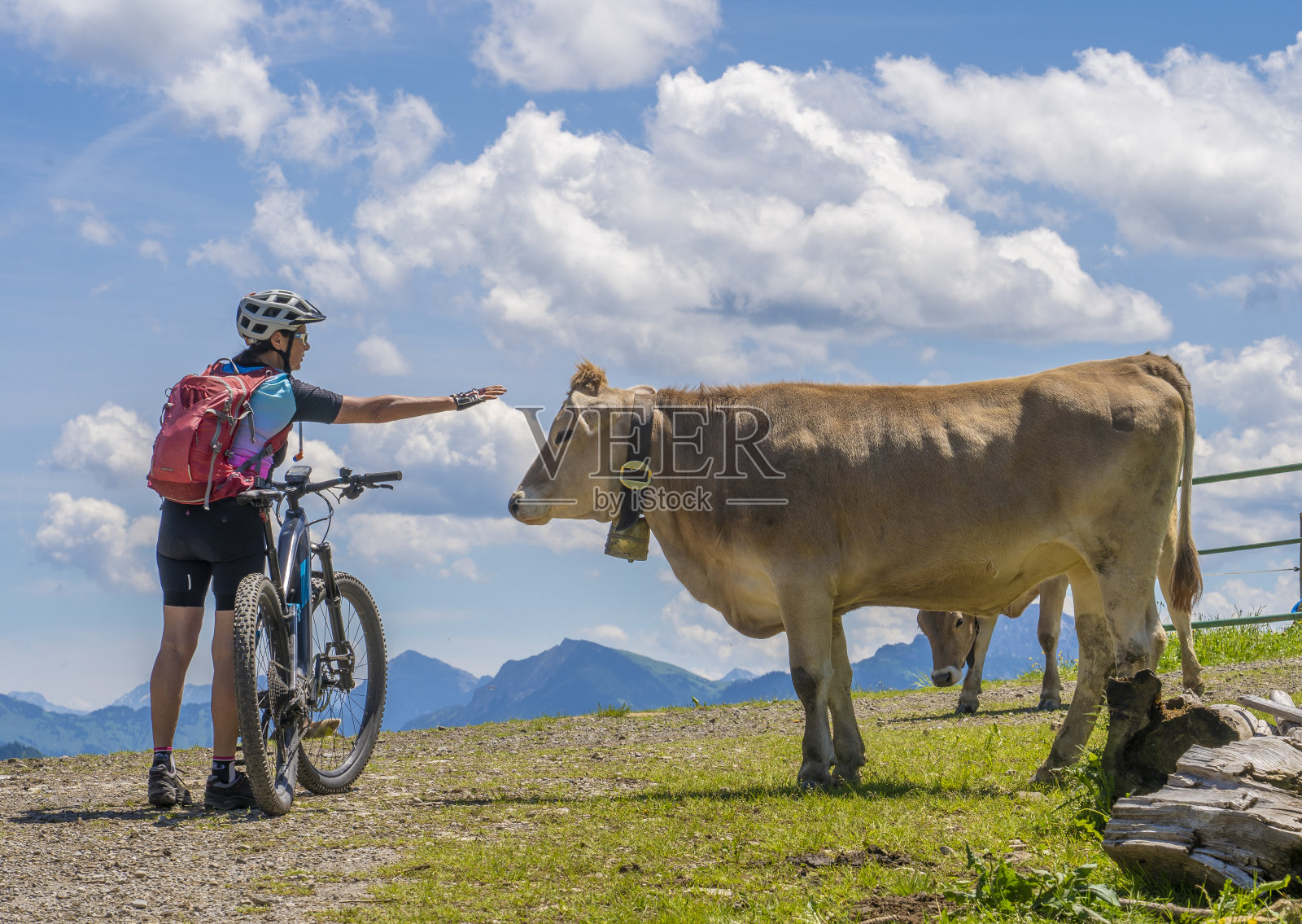 德国阿尔卑斯山，骑着山地车的女人和一头奶牛说话照片摄影图片